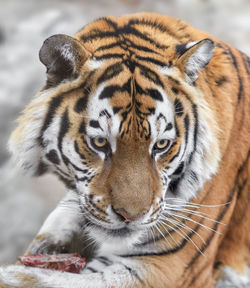 Close-up portrait of tiger