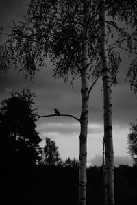 Low angle view of silhouette tree against sky