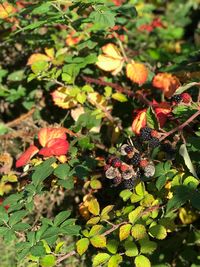 High angle view of fruits growing on plant