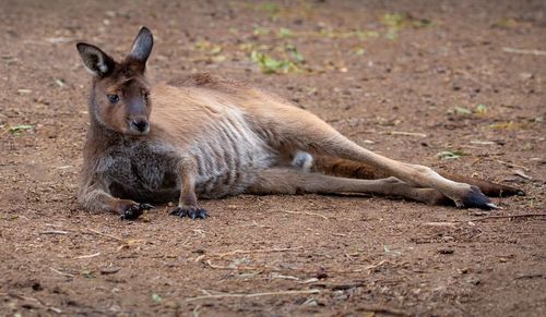 Kangaroo relaxing on land