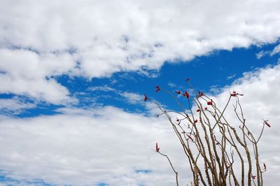 Low angle view of flower against sky