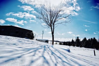 Bare tree on snow covered field against sky