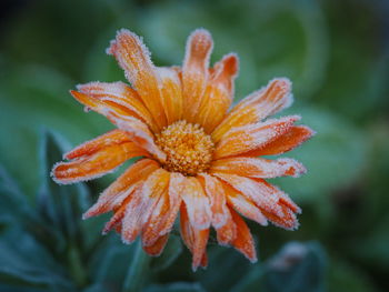 Close-up of orange flower