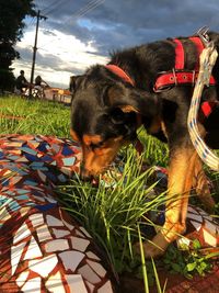 View of a dog on field