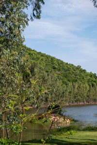 Scenic view of lake by trees against sky