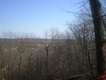 Bare trees on landscape against clear sky