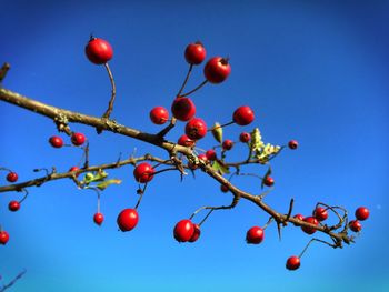 Low angle view of red berries on tree