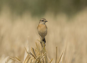 Close-up of bird perching on a field