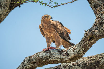 Tawny eagle perches on branch with prey