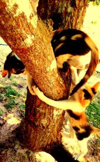 Close-up of a tree trunk on field