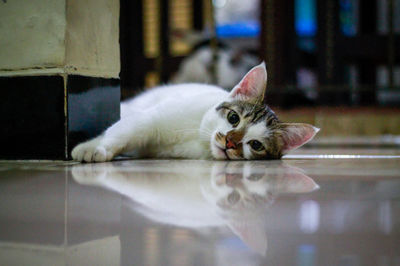 Portrait of cat lying on floor