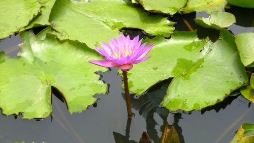 High angle view of lotus water lily