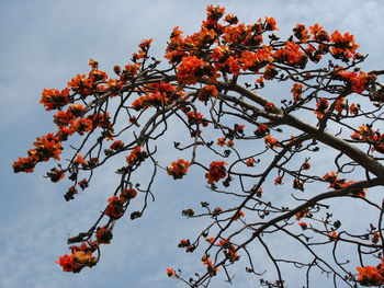 Flowers and plants have spiritual healing powers that can help people