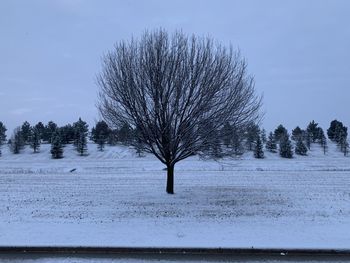 Bare trees on snow covered land
