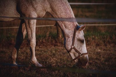 Horse grazing on grassy field seen through fence