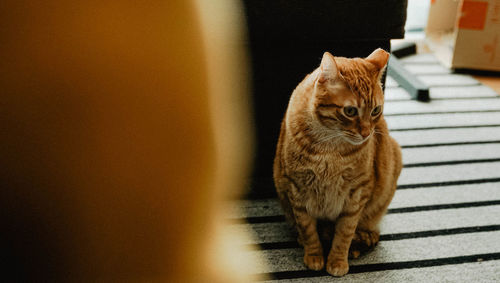 Cat sitting on floor