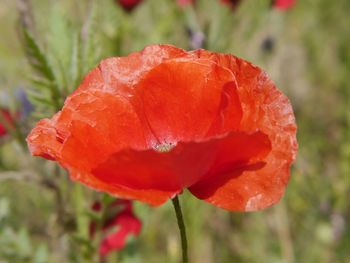 Close-up of red poppy blooming outdoors