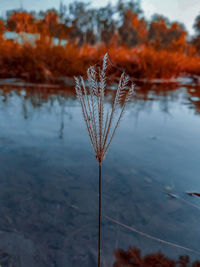 Close-up of autumn leaf on lake