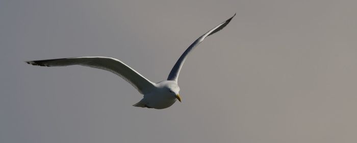Low angle view of seagull flying against clear sky