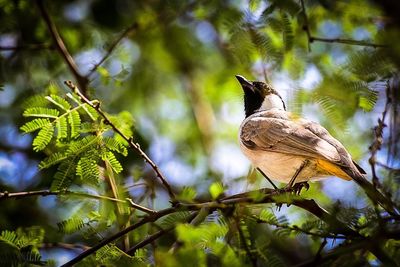 Close-up of bird perching on tree