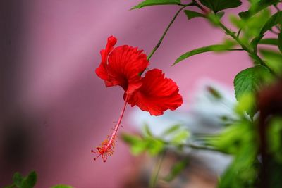 Close-up of red hibiscus flower