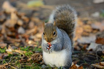 Close-up of squirrel outdoors