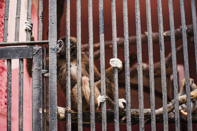 Monkey on wood in metal cage at zoo
