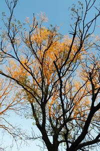 Low angle view of tree against sky