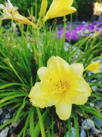 Close-up of yellow flowering plant