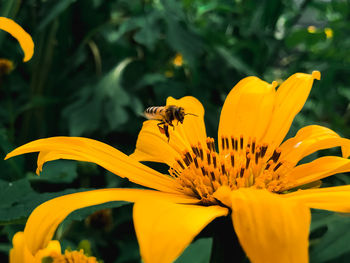 Bee pollinating on flower