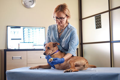 Female vet examining dog at clinic