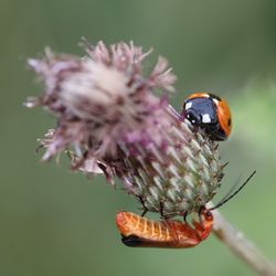 Close-up of insect on flower