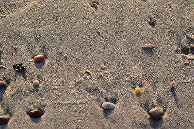 High angle view of seashells on beach