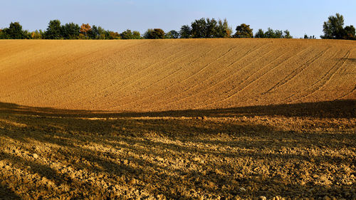 Scenic view of agricultural field against sky