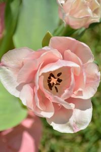 Close-up of pink rose