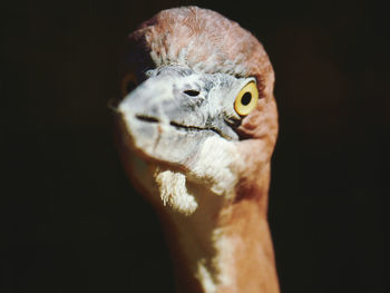 Close-up of bird