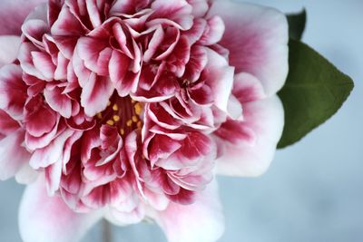 Close-up of pink rose