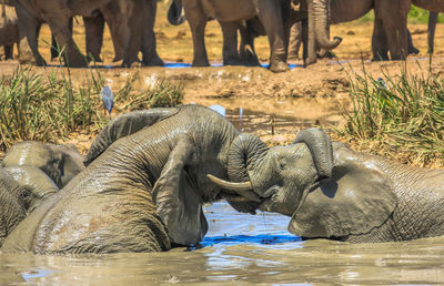 Elephants fighting in lake