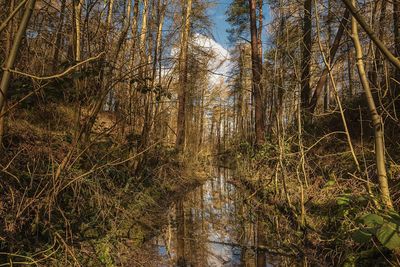 Trees in forest