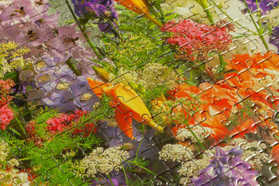 High angle view of flowering plants