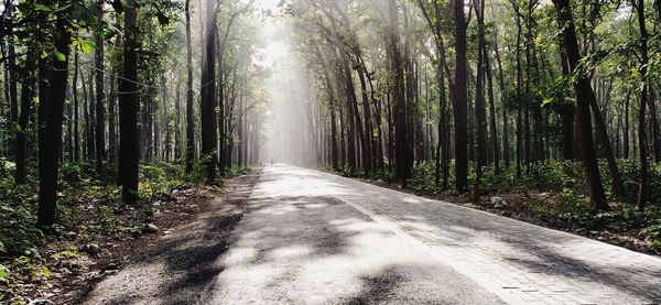 Road amidst trees in forest