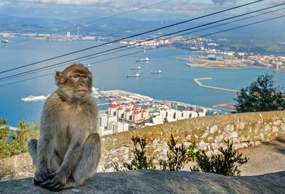 Macaque sitting on rock against town and sea