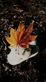 Close-up of dry maple leaf