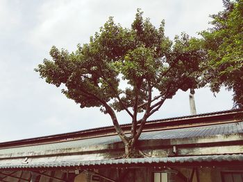 Low angle view of tree against sky