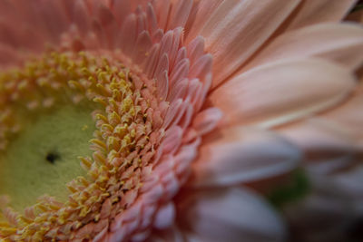 Close-up of flowering plant