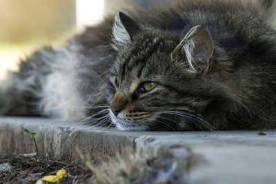 Close-up of a cat looking away