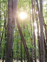 Sunlight streaming through trees in forest