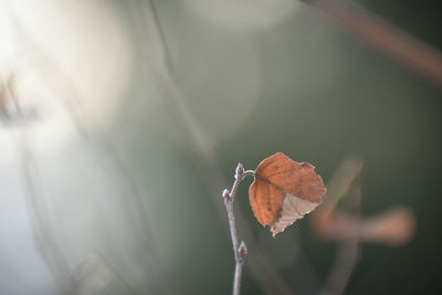 Close-up of dried autumn leaf