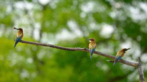 Bird perching on a branch