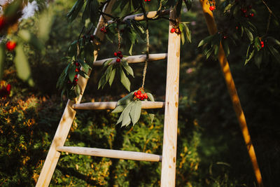 View of birds on red flowering plant